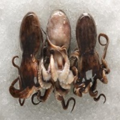 resources of Baby Octopus exporters