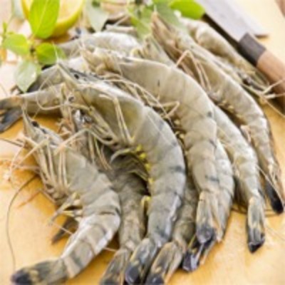 resources of Raw Black Tiger Shrimp exporters
