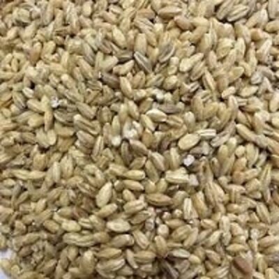 resources of Hulled Barley exporters
