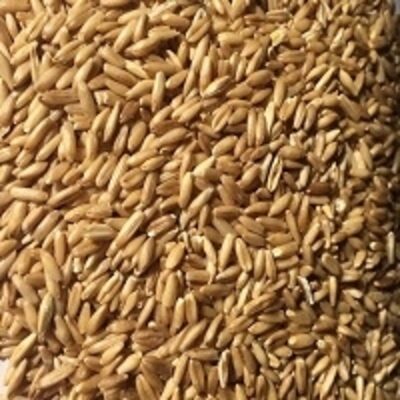 resources of Hulled Oat exporters