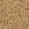 Barley Exporters, Wholesaler & Manufacturer | Globaltradeplaza.com