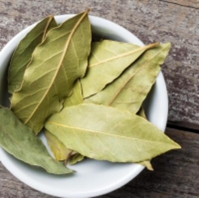 resources of Bay Leaf exporters