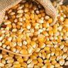 Feed Corn Exporters, Wholesaler & Manufacturer | Globaltradeplaza.com
