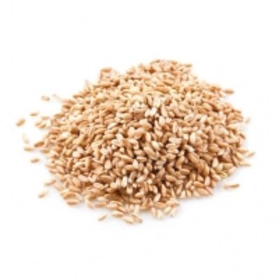 resources of Premium Wheat Grain exporters