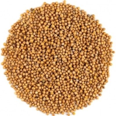 resources of Whole White Mustard exporters