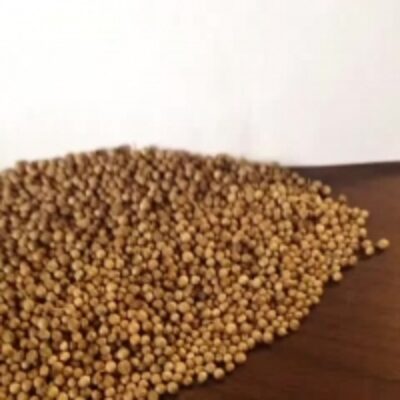 resources of Coriander Peas exporters
