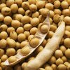 Soybean Seeds Non Gmo Exporters, Wholesaler & Manufacturer | Globaltradeplaza.com