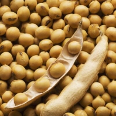 resources of Soybean Seeds Non Gmo exporters