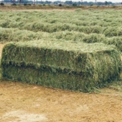 resources of Alfalfa Hay exporters