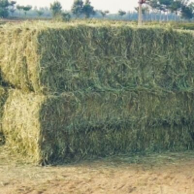 resources of Rhodes Grass exporters