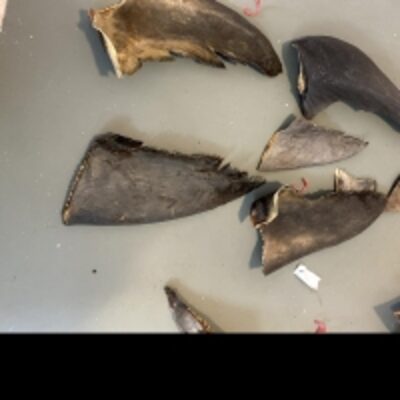resources of Shark Fins exporters