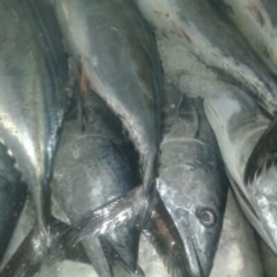 Bonito Fish Exporters, Wholesaler & Manufacturer | Globaltradeplaza.com