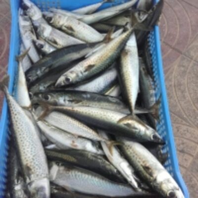 Atlantic Mackerel Fish Exporters, Wholesaler & Manufacturer | Globaltradeplaza.com