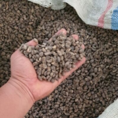 resources of Arabica Gayo Highland (Sumatra Gayo Coffee) exporters