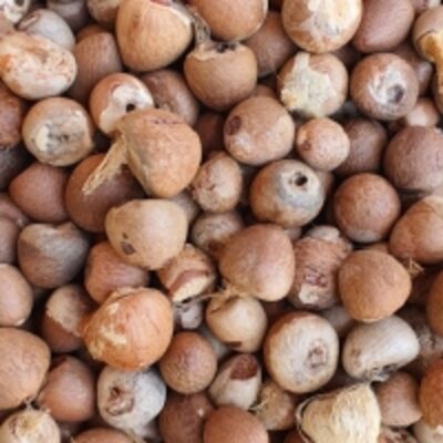 resources of Areca/betel Nut exporters