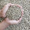 Indonesia Robusta Coffee Bean Exporters, Wholesaler & Manufacturer | Globaltradeplaza.com
