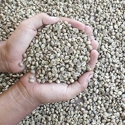 resources of Indonesia Robusta Coffee Bean exporters