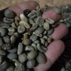 Indonesia Arabika Coffee Bean Exporters, Wholesaler & Manufacturer | Globaltradeplaza.com