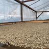Organic Coffee Bean Exporters, Wholesaler & Manufacturer | Globaltradeplaza.com