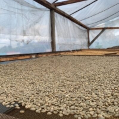 resources of Organic Coffee Bean exporters
