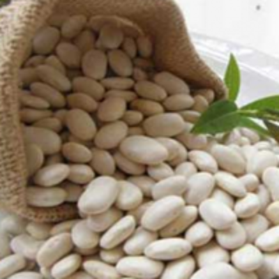 resources of White Kidney Bean Extract exporters