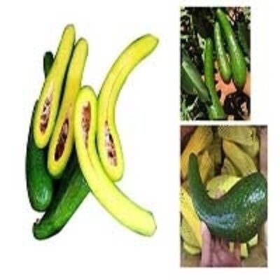 resources of Fresh 034 Avocados exporters