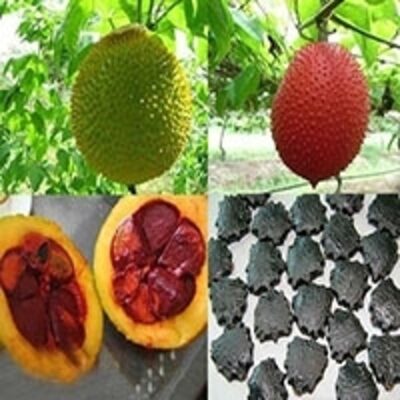 resources of Gac Fruit Seeds - Momordica Cochinchinensis exporters