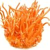 Pure Cordyceps Sinensis Dry Exporters, Wholesaler & Manufacturer | Globaltradeplaza.com