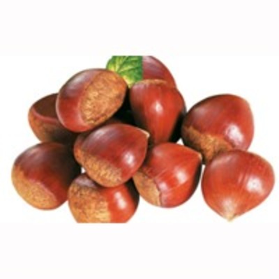 resources of Chestnut exporters