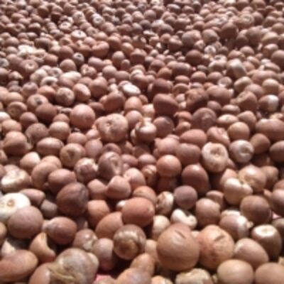 resources of Betel Nut Origin From Indonesia exporters
