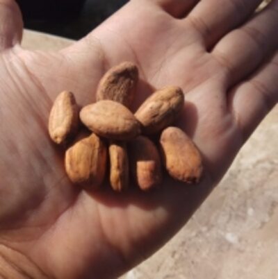 resources of Cocoa Bean Origin Fron Indonesia exporters