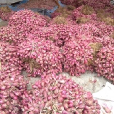 resources of Onion Origin From Indonesia exporters
