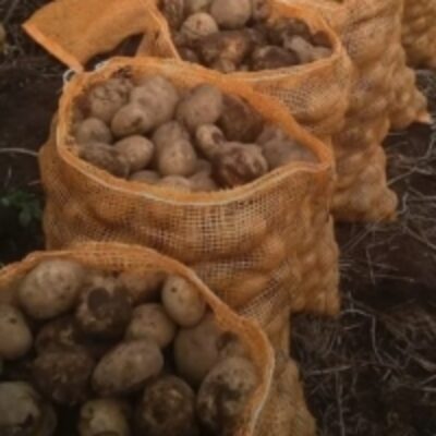 resources of Fresh Potato Origin From Indonesia exporters