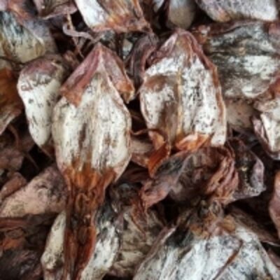 resources of Dried Black Squid exporters