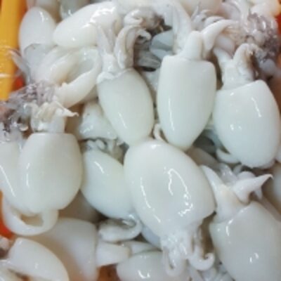 resources of Frozen Baby Cuttlefish exporters