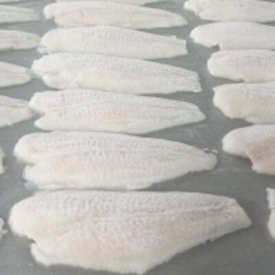 resources of Pangasius Fillets Well-Trimmed exporters