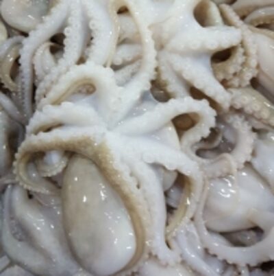 resources of Frozen Baby Octopus exporters