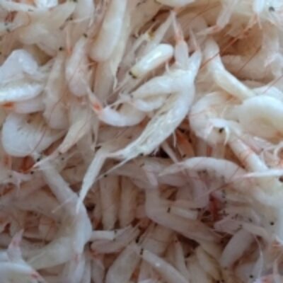 resources of Salted Baby Shrimp exporters