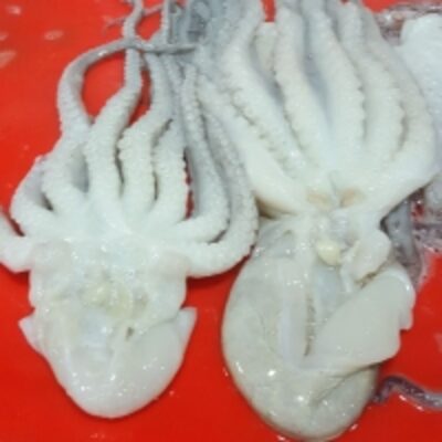 resources of Frozen Poulp Squid Cut exporters