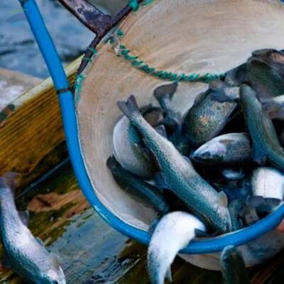 resources of Trout exporters