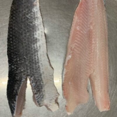 resources of Snakehead Fillet exporters