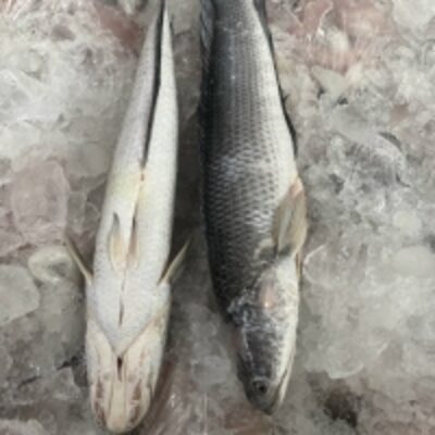 resources of Snakehead Fillet exporters