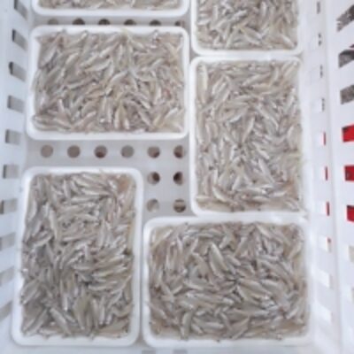 resources of Frozen River Anchovy Fish exporters