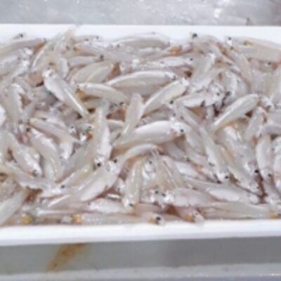 resources of River Anchovy exporters
