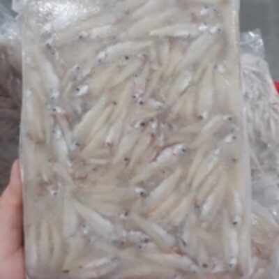 resources of Frozen River Anchovy Fish exporters