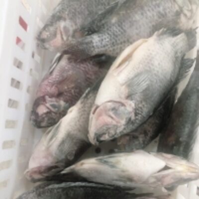resources of Black Tilapia Fish exporters