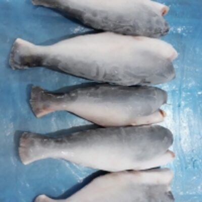 resources of Pangasius Whole Round exporters