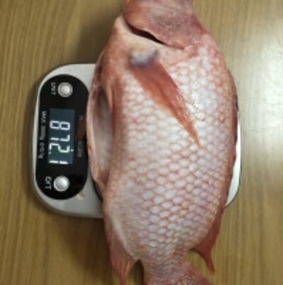 resources of Red Tilapia Fish exporters
