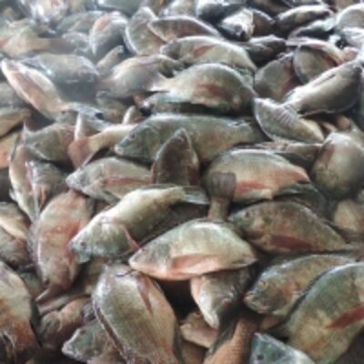 resources of Frozen Tilapia Fish exporters