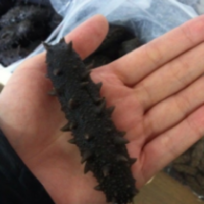 resources of Dried Blake Sea Cucumber exporters